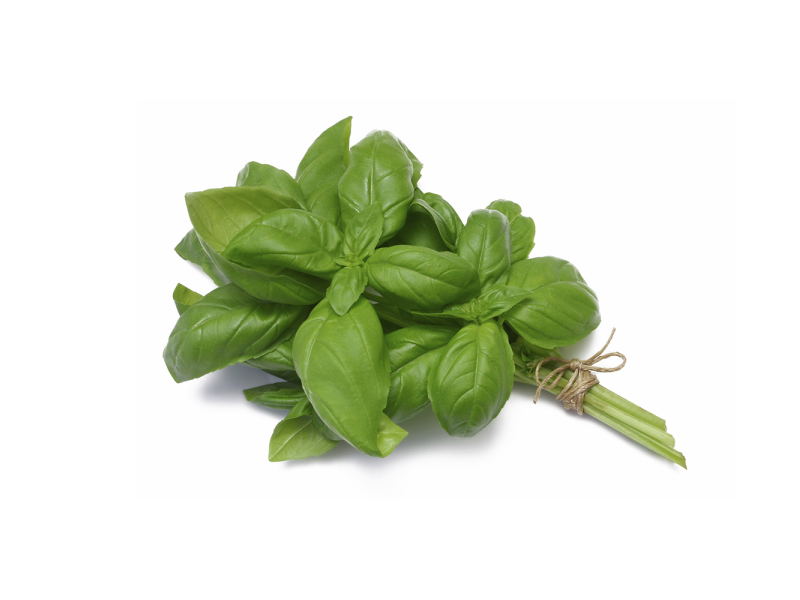 Herbs Basil (罗勒香草)