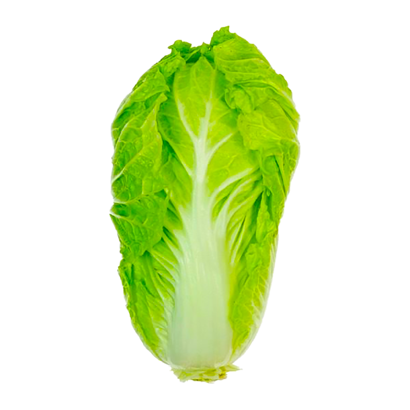 Cameron Organic Long Cabbage (金马仑有机长白菜)