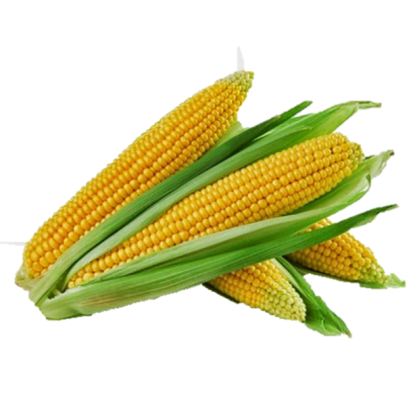 Cameron Organic Yellow Corn – Super Sweet (金马仑有机黄玉米-超甜)