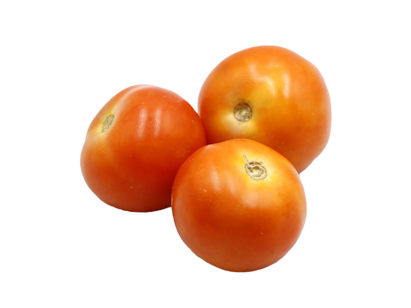 Tomato ‘L’ (番茄)