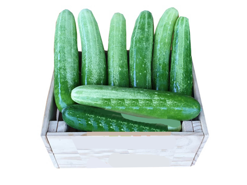 Organic Cucumber / Organik Timun (有机黄瓜) 