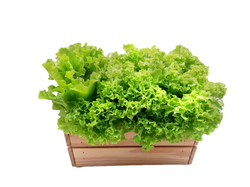 Organic Local Lettuce / Organik Salad Tempatan (有机本地生菜叶) 