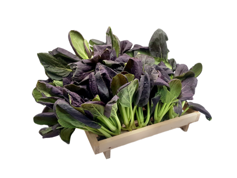 Organic Purple Tat Soi (有机紫塔菜) 