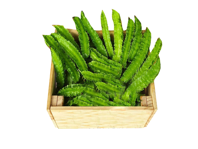 Organic Wing Bean / Organik Kacang Botol (有机四方豆) 
