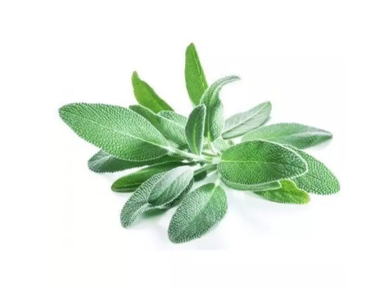 Herbs Sage (鼠尾香草)