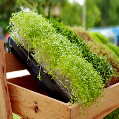 Organic Microgreen (有机蔬菜苗)